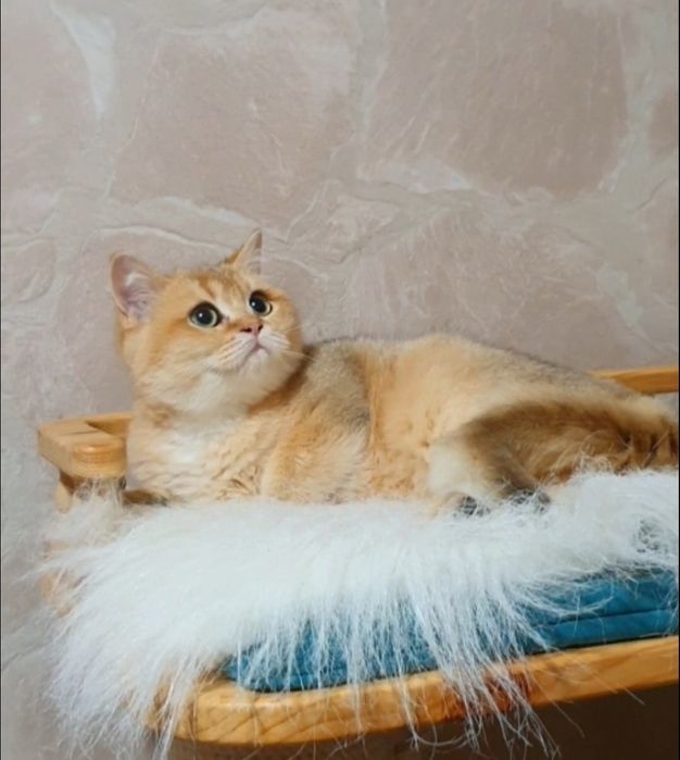 Британський золотой котенок