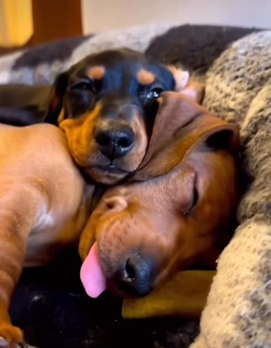 Малюки із ветпаспортом