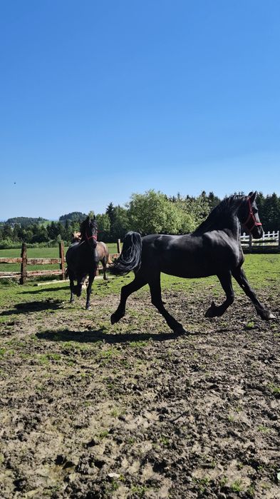 Klacz fryzyjska sprzedaż