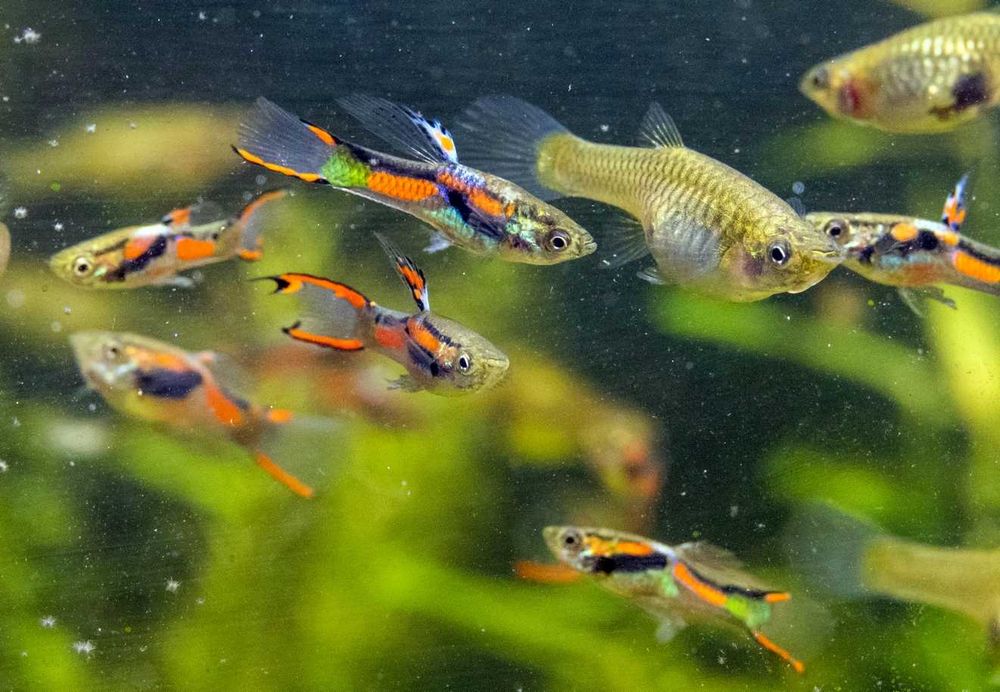 Najłatwiejsze w hodowli pstrokate rybki akwariowe 6 szt