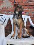Pies do adopcji za darmo