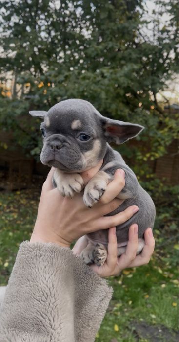 Голубий малюсінький хлопчик