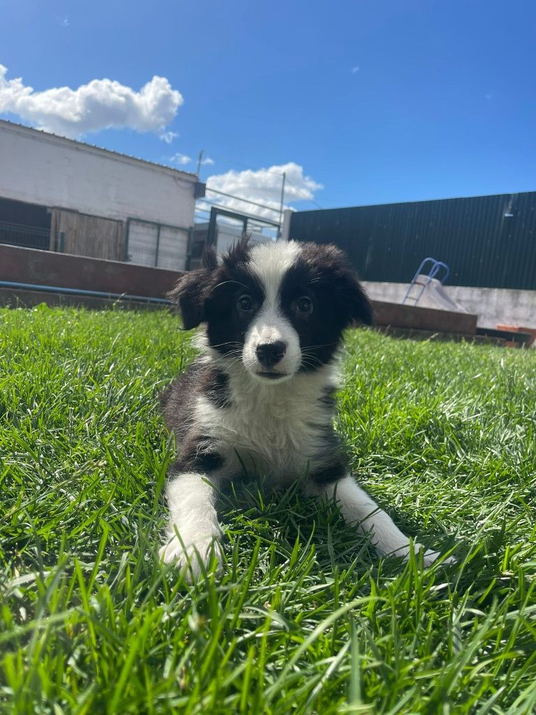 Border collie machinho