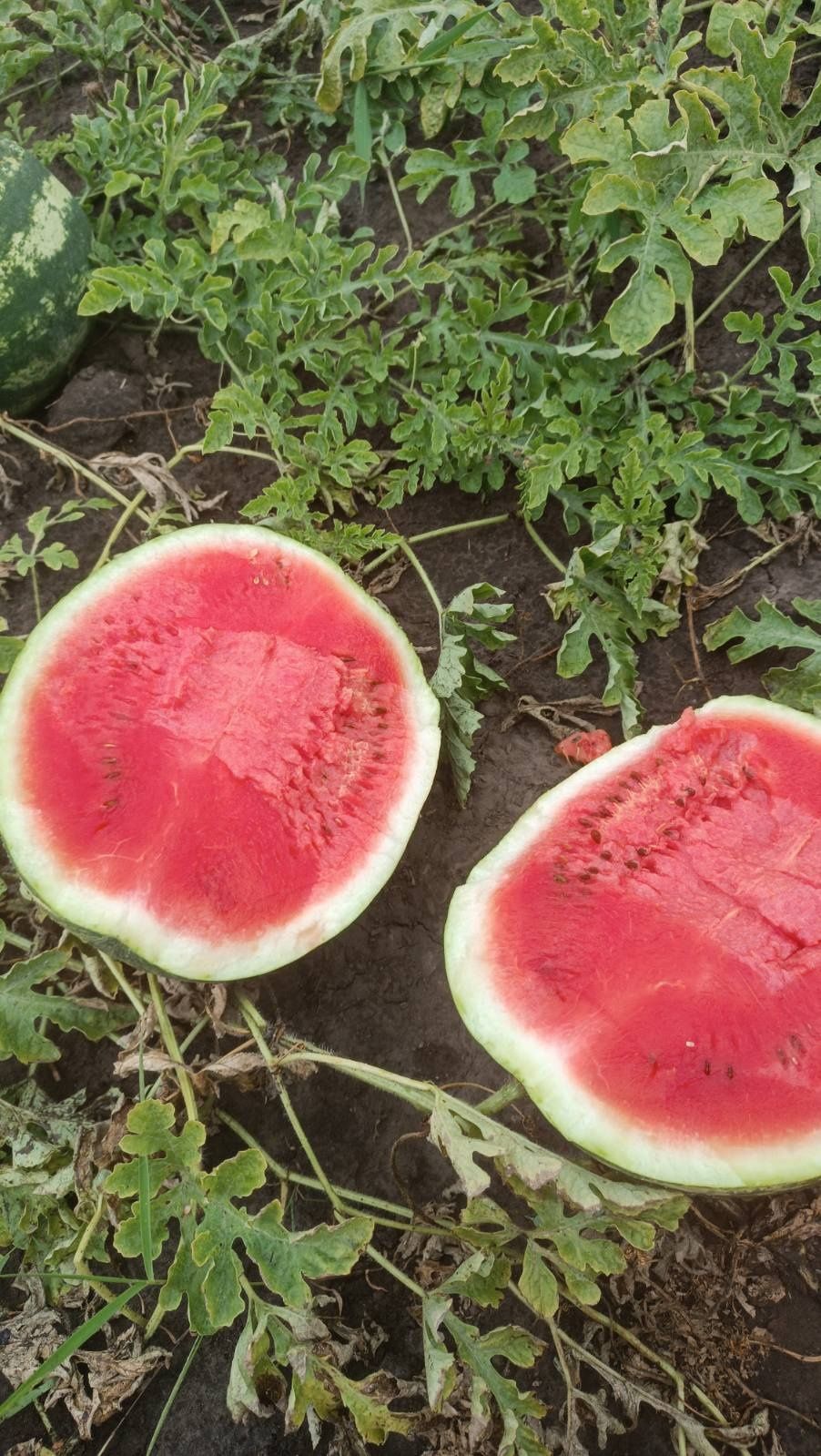 ПРОДАМ домашній Кавун  опт