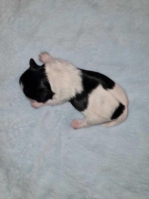 Yorkshire terrier biewer pieski