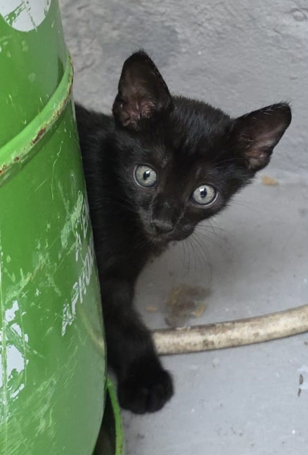 Dou gatinho preto
