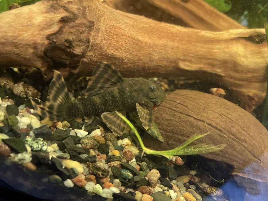 Номерной сом L-206, взрослые