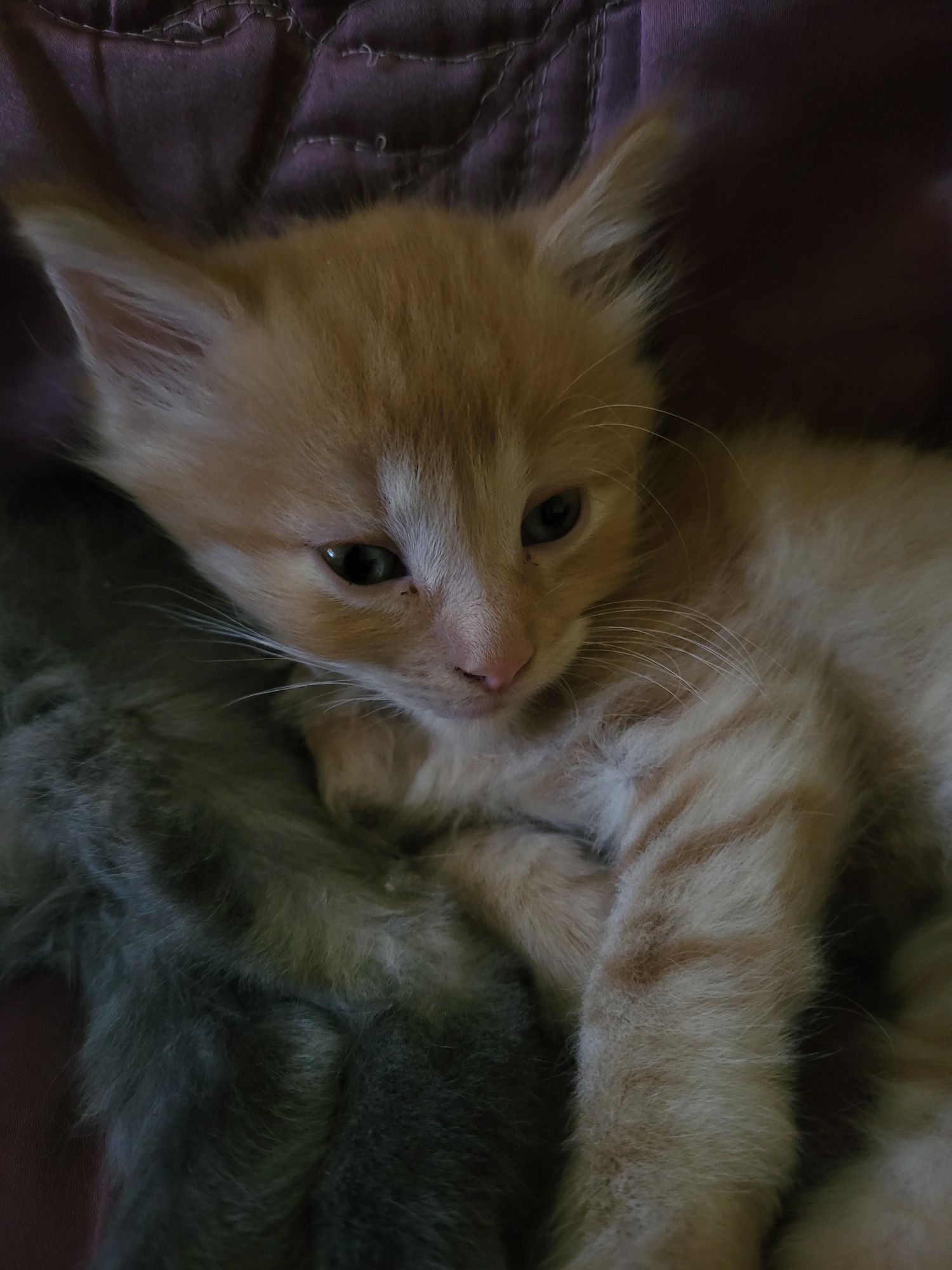 Віддамо в хороші руки кошенят
