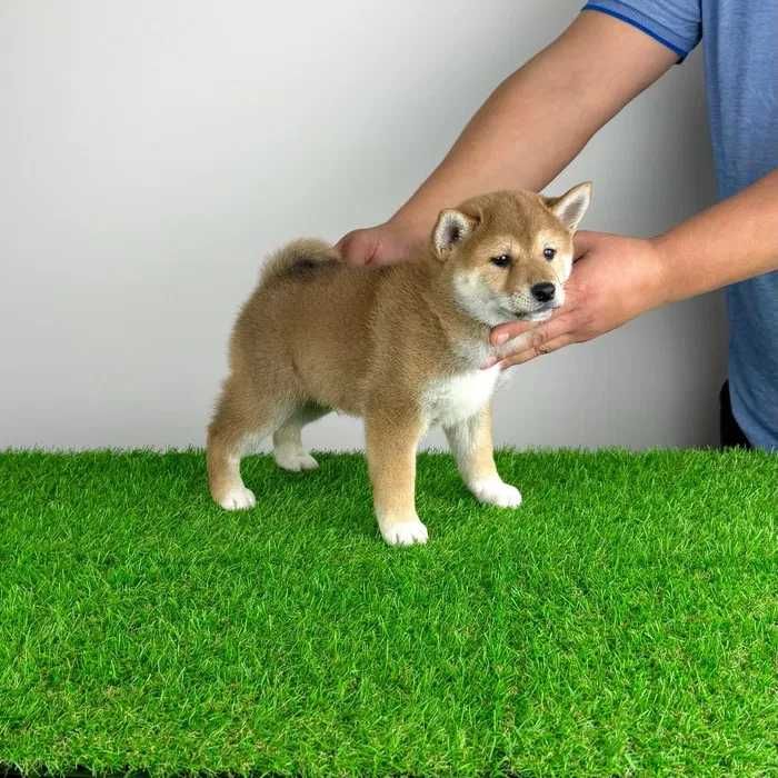 Shiba Inu disponível