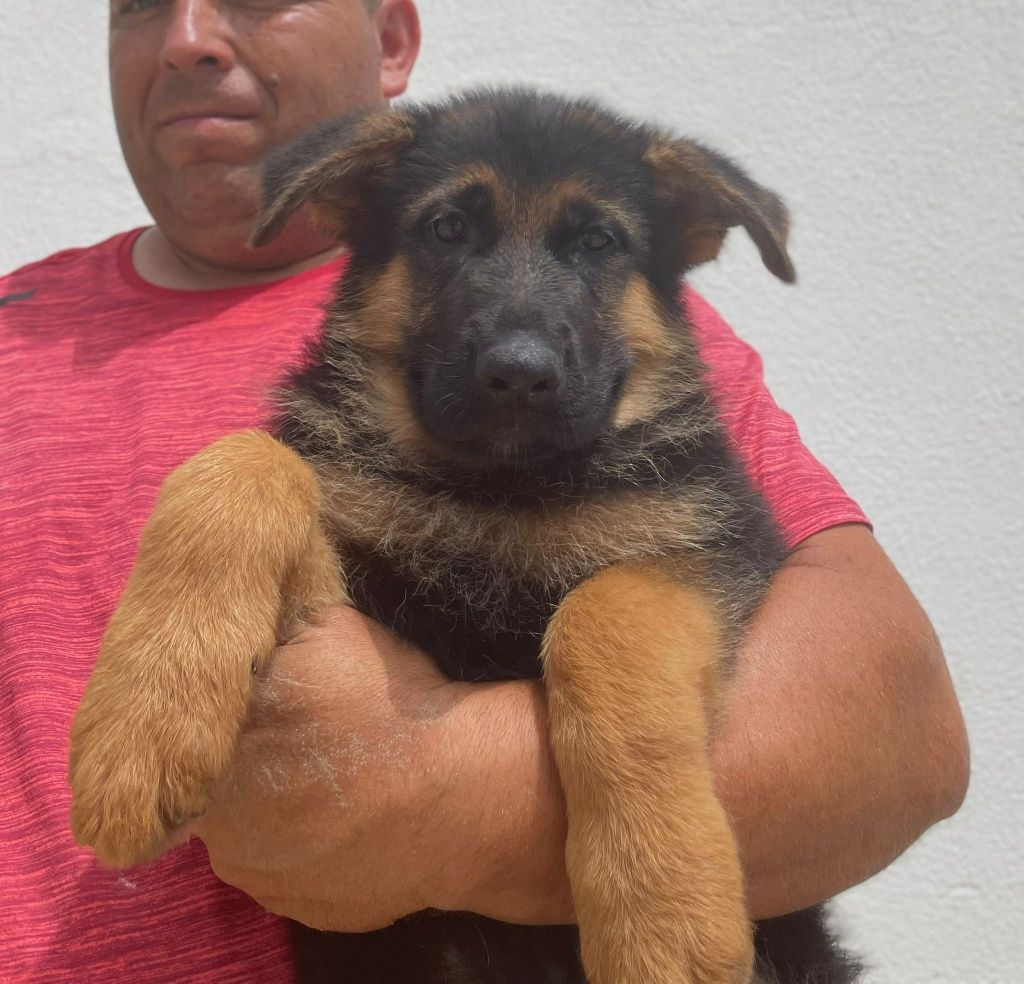 Cachorro Pastor alemão de qualidade reconhecido pelo Alemanha