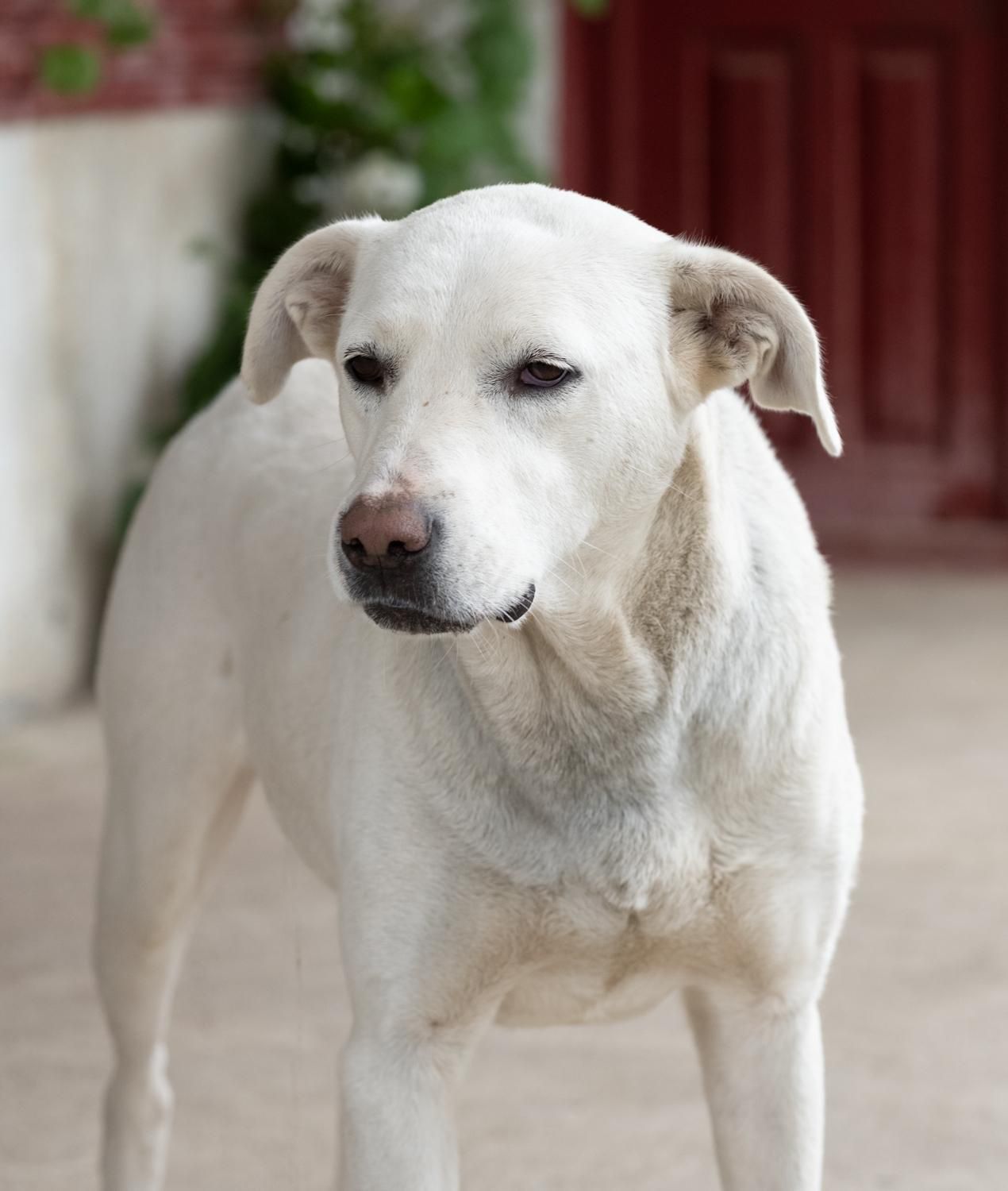Sunia w typie labradora