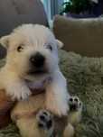 West Highland White Terrier