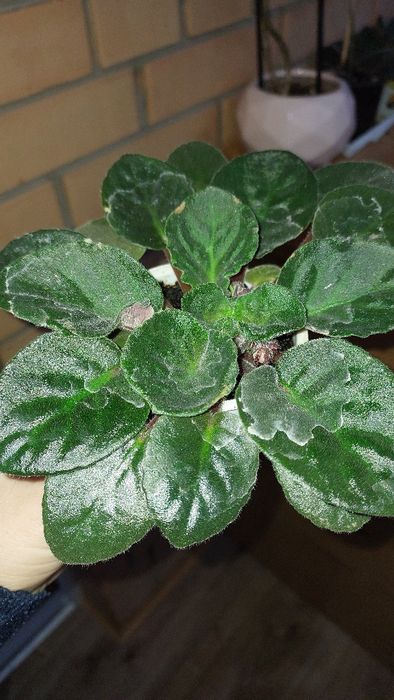 Продам фіалки постійно квітучі