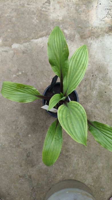 Продам хосту Considering Concordville