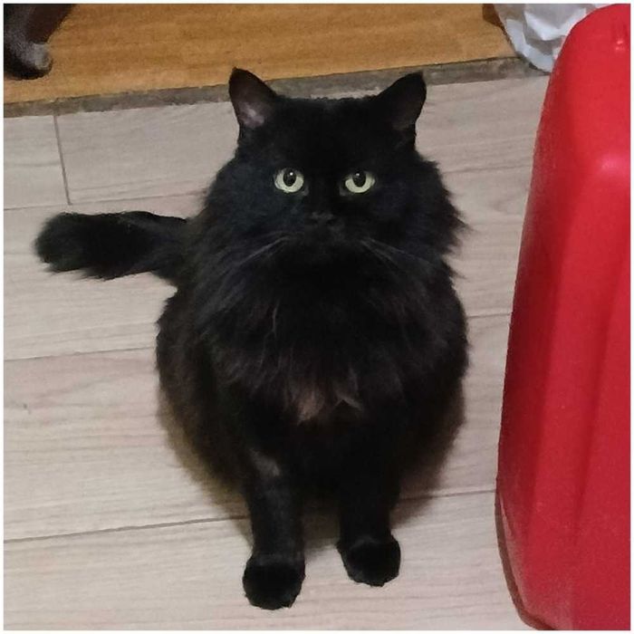 Czarny, puchaty kotek Baron, FIV+, 2-3 lata