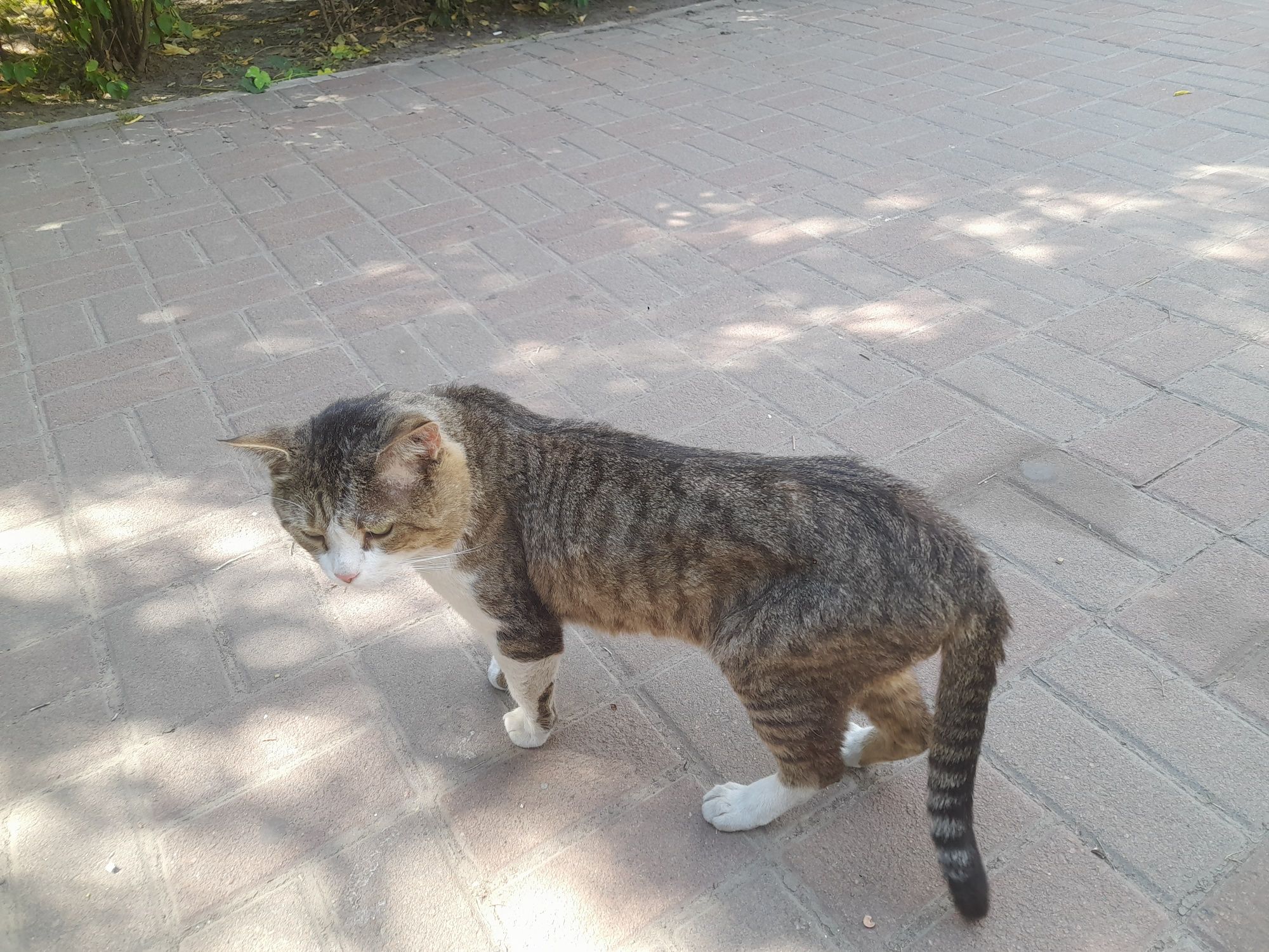 Бачила розкішног кота, м.Осокорки