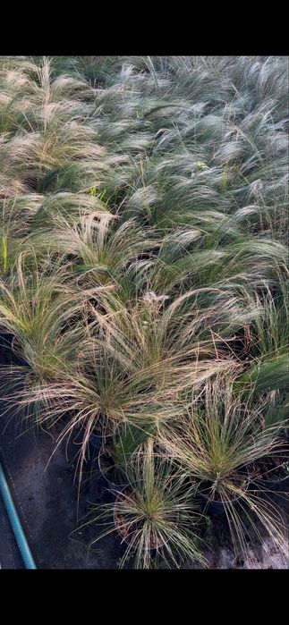 Trawy ozdobne, Miskant, Rozplenica, Hakonechloa