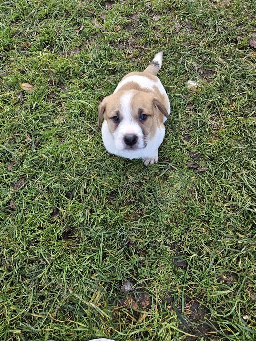 Oddam pieski w dobre rece. Odrobaczone