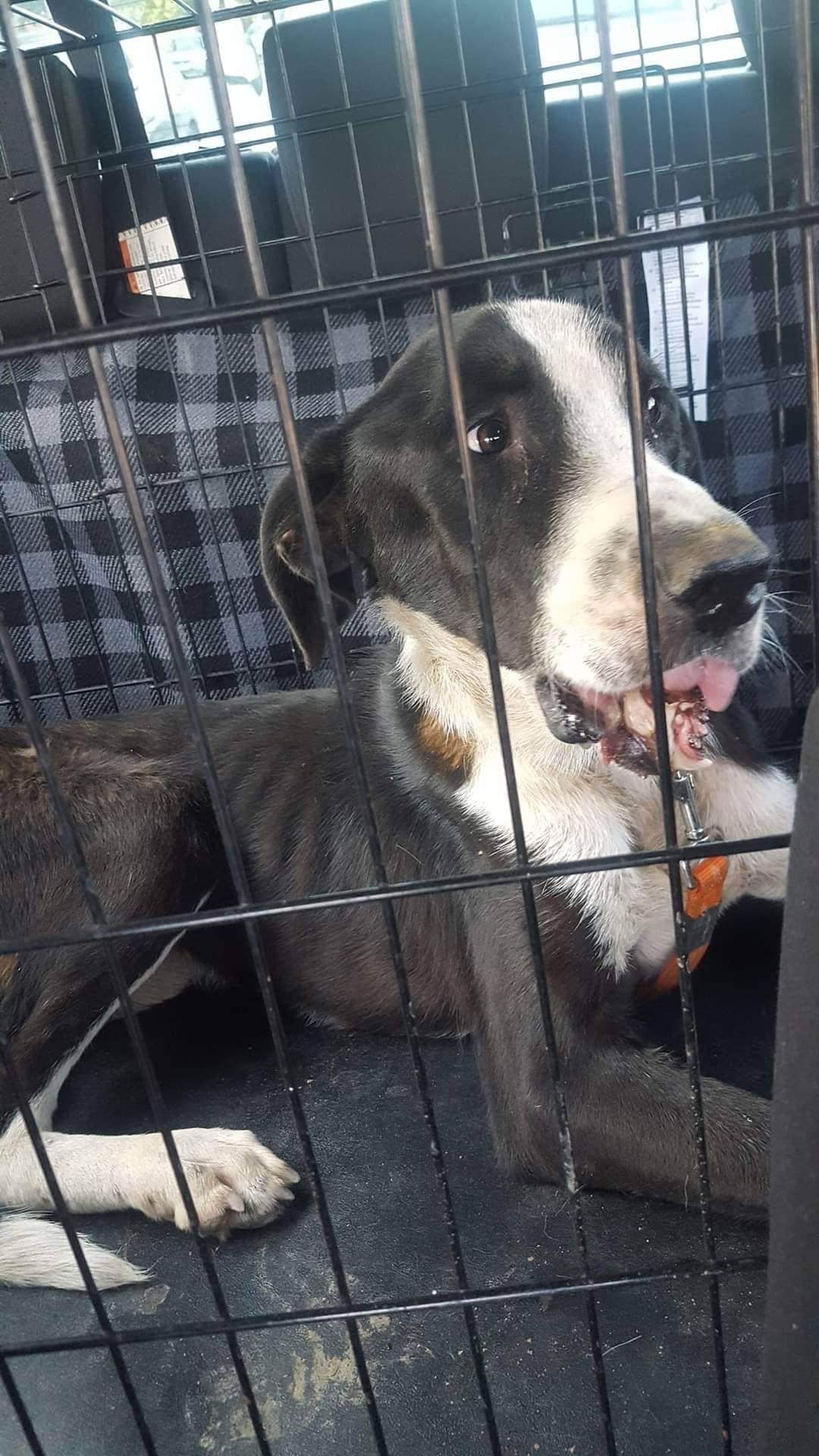 Wspaniały 3 letnii pies WIKTOR uratowany i czeka na właściciela.