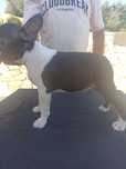 Boston Terrier , macho com registos lop , microchip.