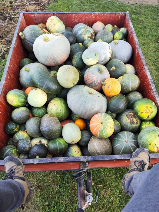 Dynia dla bydła zwierząt