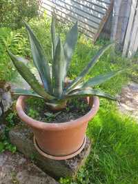 Kaktus Agawa Amerykańska w donicy 45 cm  kaktus aloes amerykański