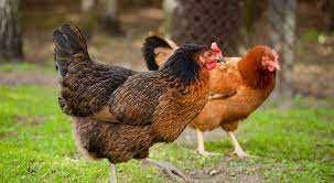 Kury nioski z wolnego wybiegu ! Rossa Messa Leghorn Dominant !