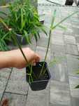 Papirus cyperus wysoki+zielistka