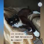 Marcus roczny przybłęda szuka swojego człowieka
