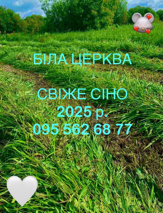 СІНО (Сено) СВІЖЕ 2025р.Лугове в тюках. Біла Церква!