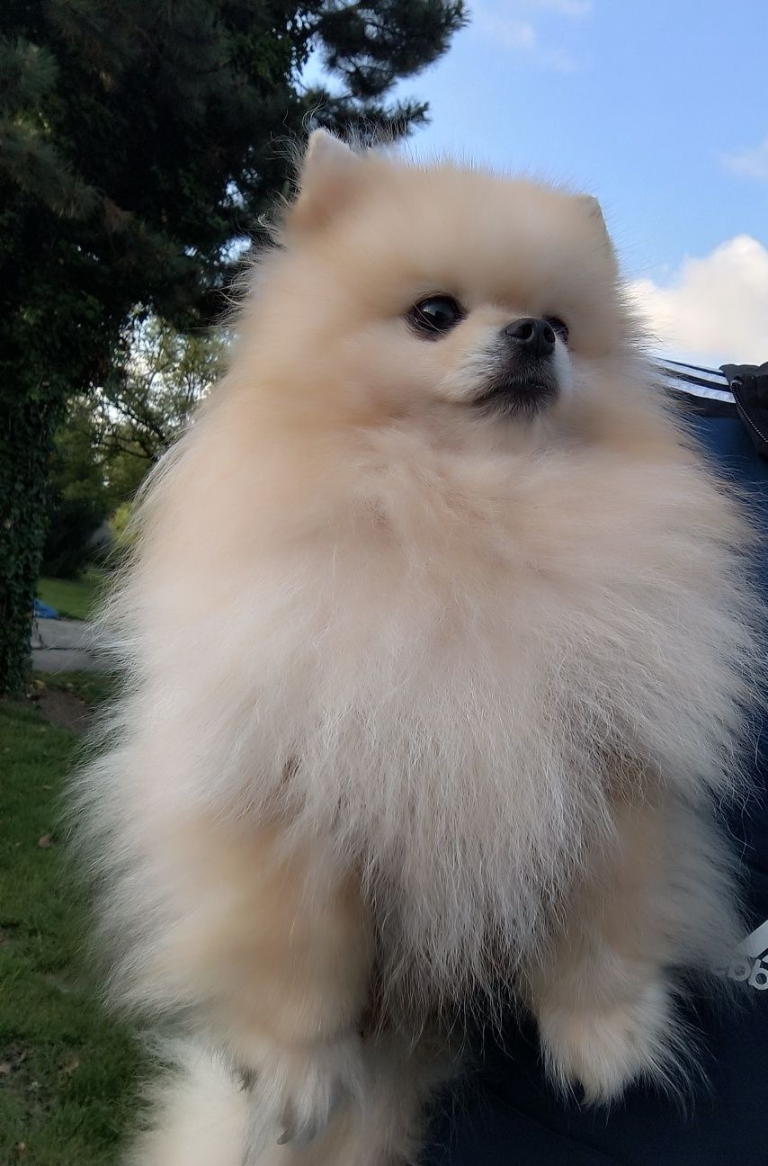 Szpic Miniaturowy pomeranian suczka