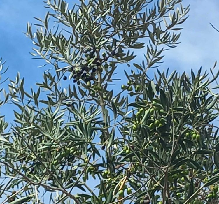 Azeite de olival tradicional