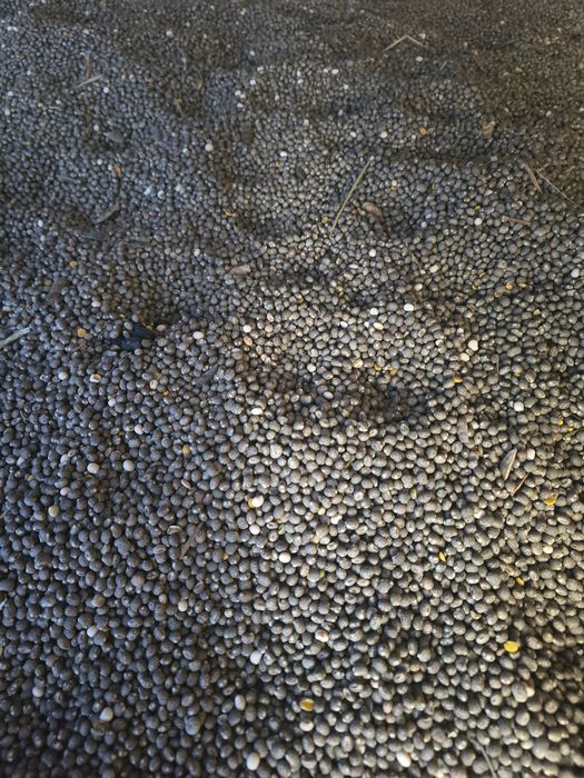 Sprzedam łubin słodki