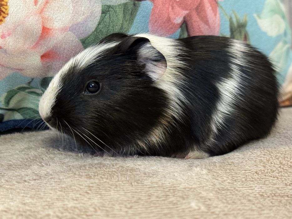 Śliczny Samiec Świnka Morska Kawia Domowa Gladkowlosa