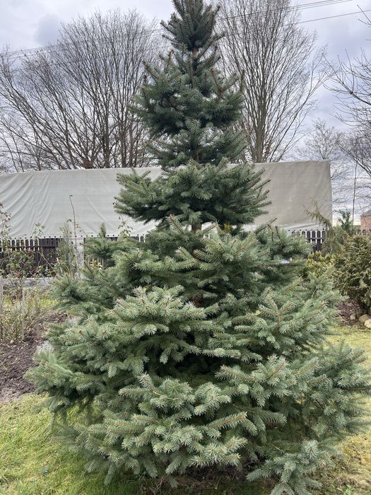 Ялинка з коренем, жива