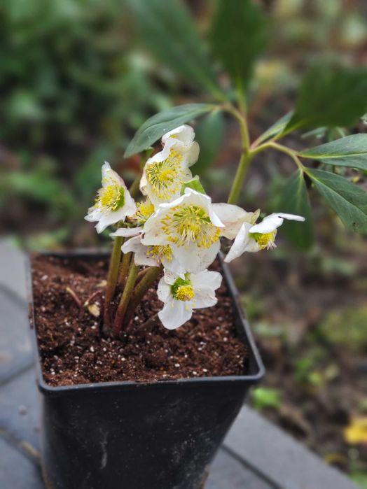 Саджанці морозник чорний, фізостегія, чистець "заячі вушка", чебрець