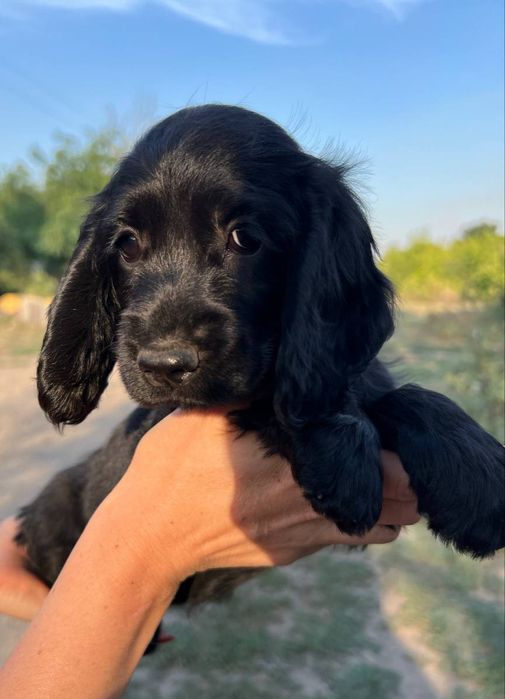 Поспішайте залишились плюшеві хлопчики Кокер Спанієль!Акція! Є хлопчик