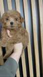 Maltipoo F1 GOTOWY DO ODBIORU, maltańczyk i pudel toy