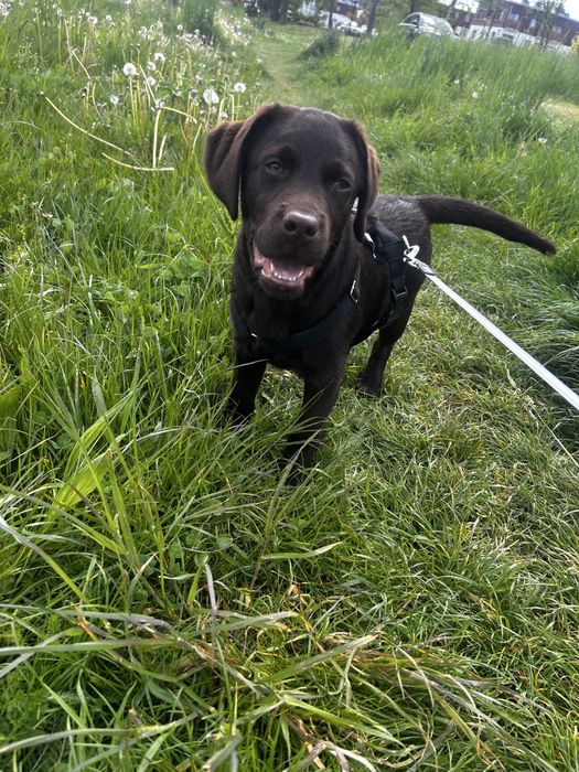 Labrador retriever czekoladowy 9 miesięczny Suczka