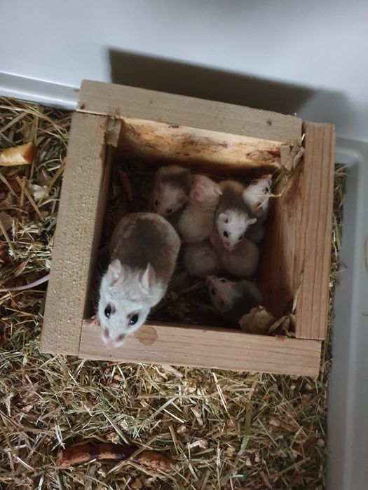 Мастомис, наталийская / натальская многососковая мышь