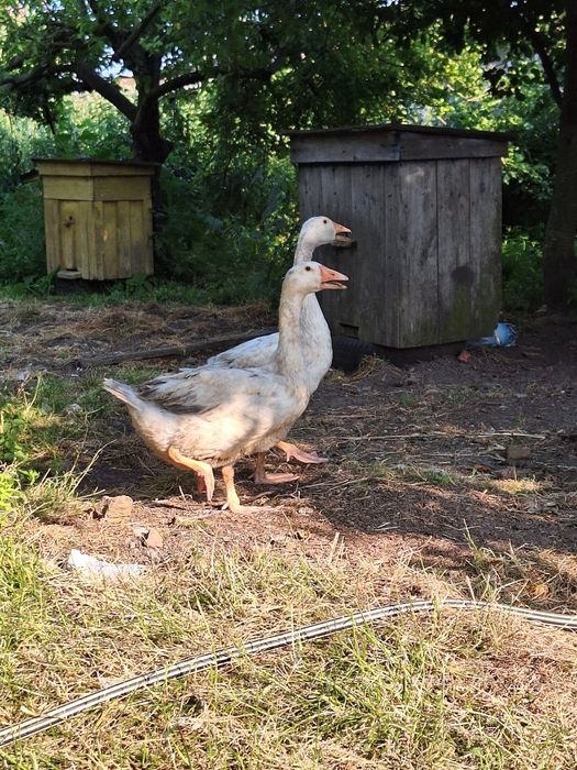 Продам молоді гуси