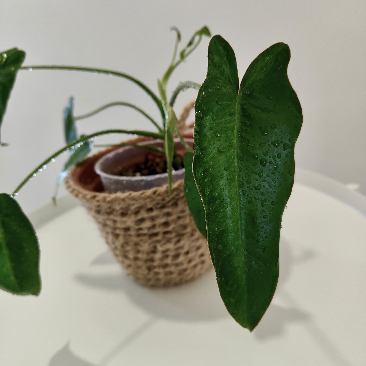 Philodrendron Paraíso Verde // planta interior