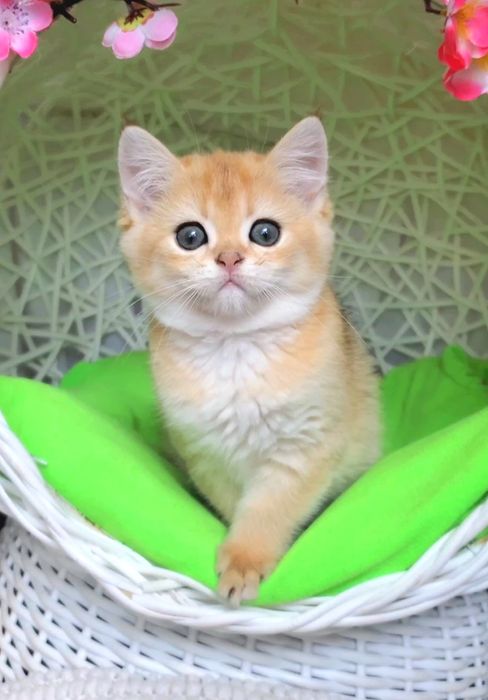 Забавная малышечка. Ручные котята золотая шиншилла.