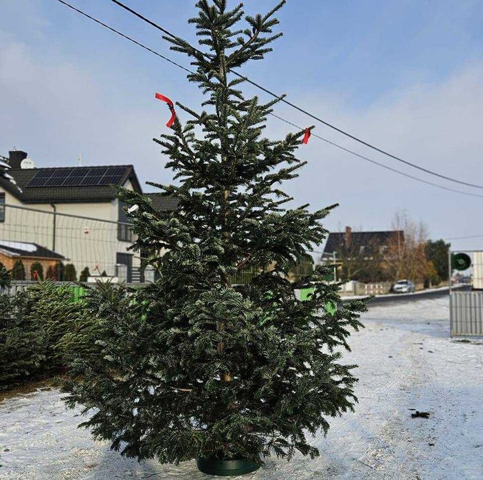 Choinki Jodła kaukaska duża PREMIUM dla firm FV Choinka z dostawa