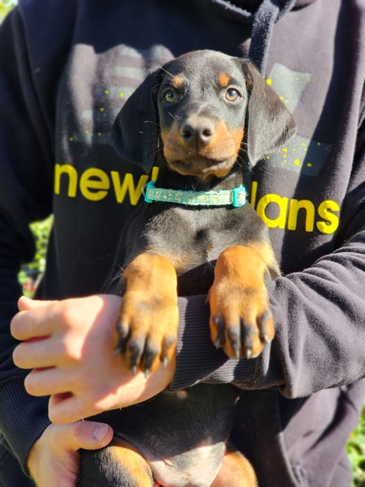 Doberman Pies Fci Marcellus