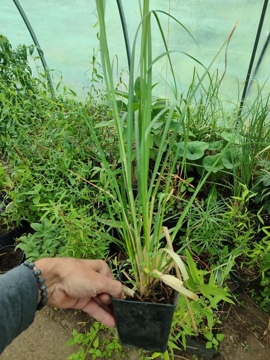 Кортадерія , біла