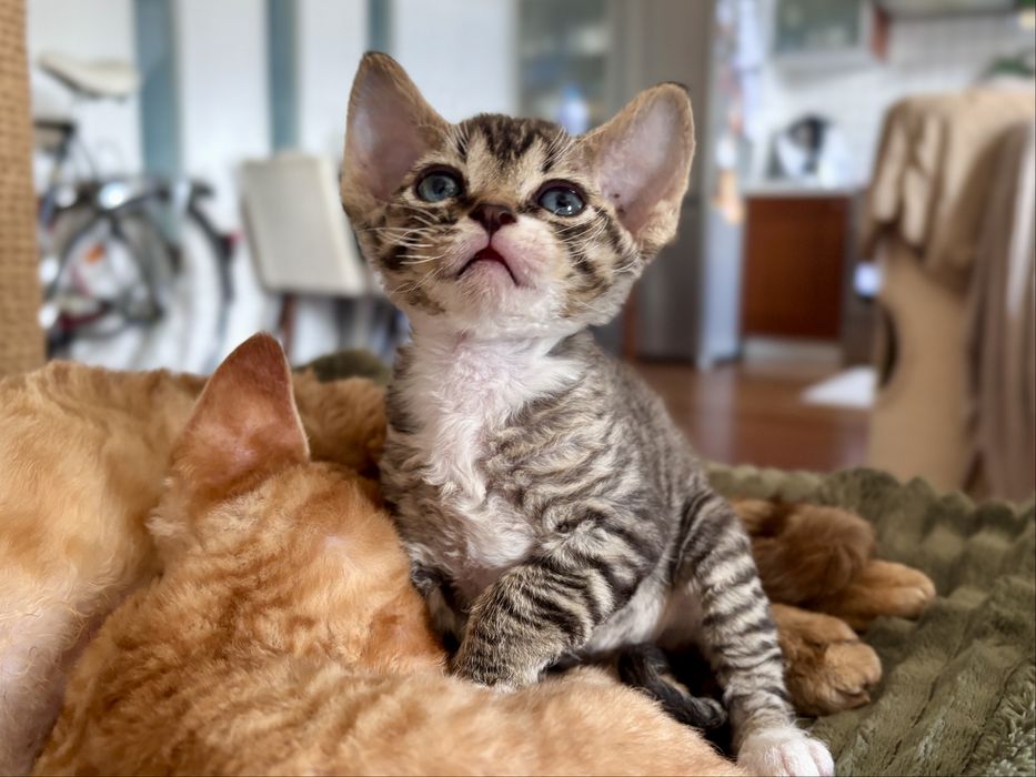 Pregowany devon rex z bielą