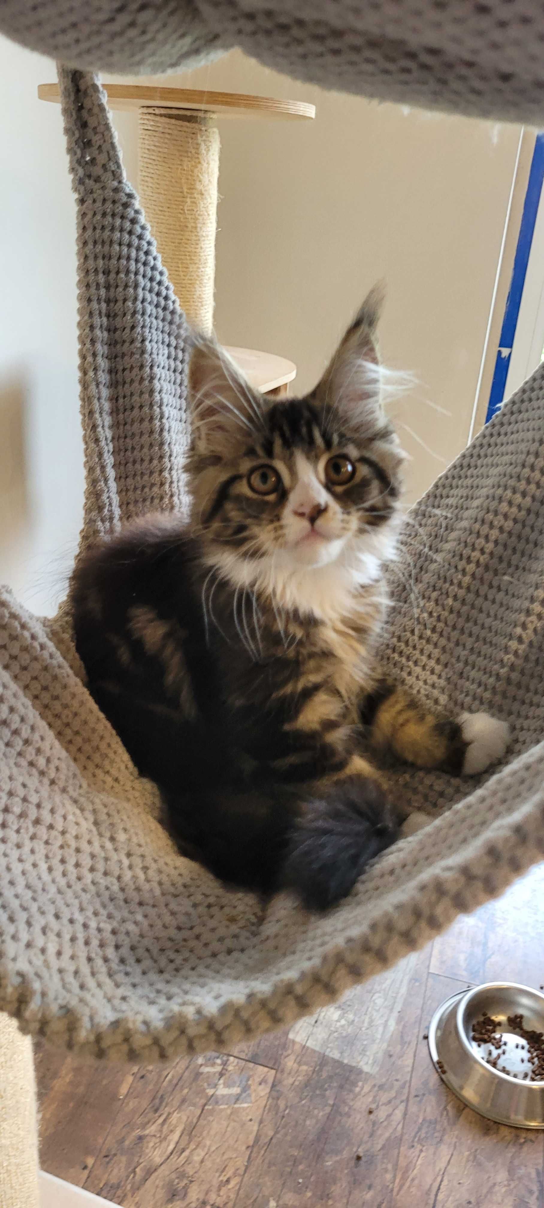 Sprzedam śliczną kotkę Maine Coon
