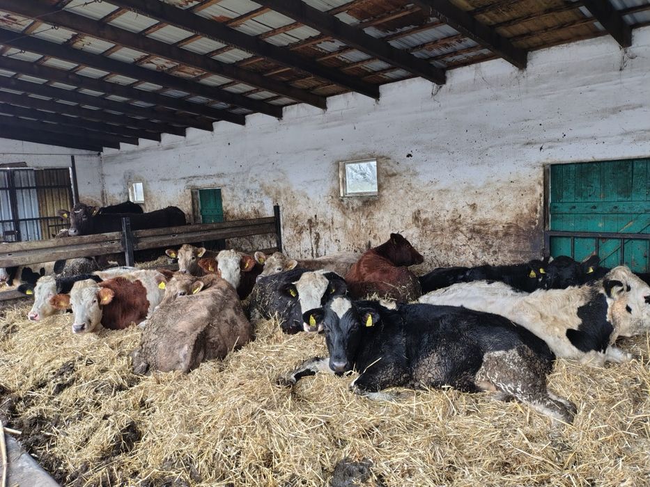 Bydło opas 350-450 kg