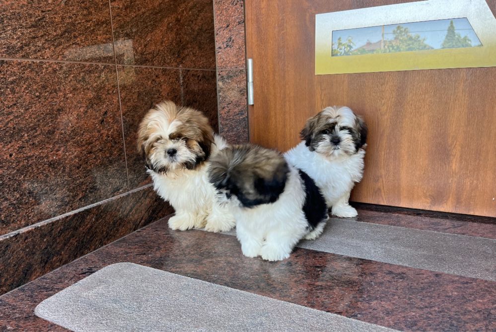Shih-Tzu szczeniak z rodowodem